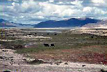Yaks Grazing at the banks of Peiku Lake