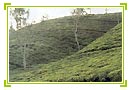 Romance With Nature Tour 
