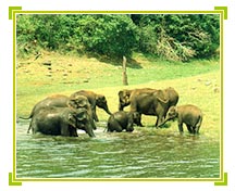 Wildlife Sanctuary, Periyar Tours